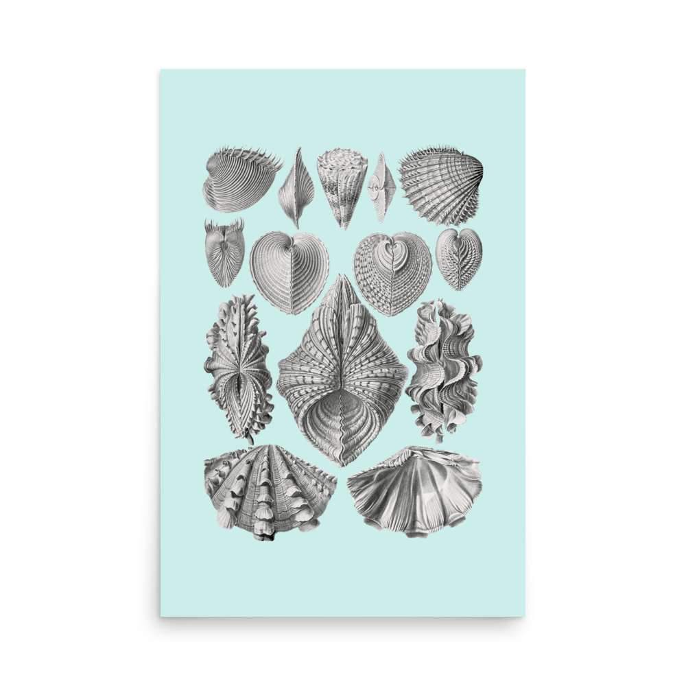 Sea Life Sea Shells Print - THE WALL SNOB