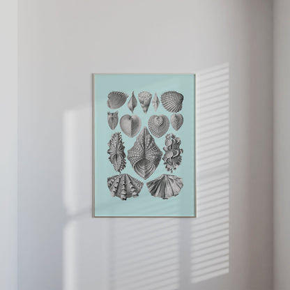 Sea Life Sea Shells Print - THE WALL SNOB