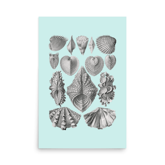Sea Life Sea Shells Print - THE WALL SNOB